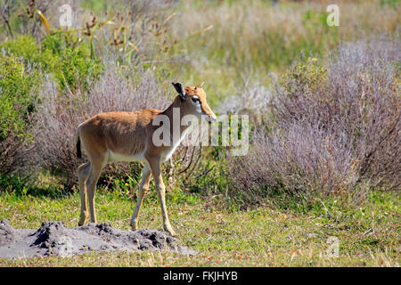 Bontebok, young, calf, Cape of the Good Hope, Table Mountain Nationalpark, Western Cape, South Africa, Africa /  (Damaliscus Stock Photo