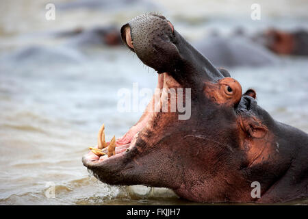 Hippopotamus, adult in water jawning threatening portrait, Saint Lucia Estuary, Isimangaliso Wetland Park, Kwazulu Natal, South Stock Photo
