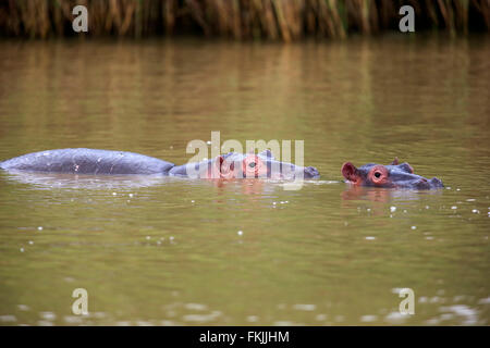 Hippopotamus, two adult in water, Saint Lucia Estuary, Isimangaliso Wetland Park, Kwazulu Natal, South Africa, Africa / Stock Photo