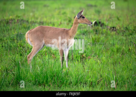 Southern Reedbuck, Common Reedbuck, adult female, Saint Lucia Estuary, Isimangaliso Wetland Park, Kwazulu Natal, South Africa, Stock Photo