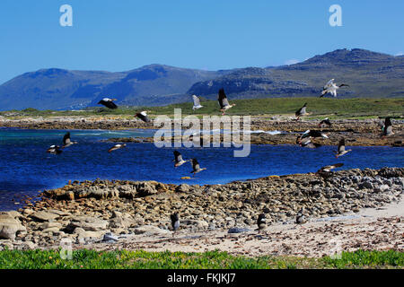 Cape of the Good Hope, landscape with flying Egyptian Goose, (Alopochen aegyptiacus) and Sacred Ibis, (Threskiornis Stock Photo