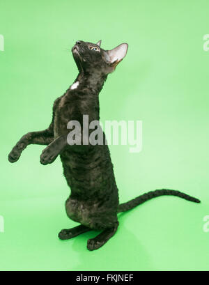 Black cat Cornish Rex on a green background Stock Photo