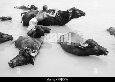 Man washing, cleaning his water buffalo cattle in sacred,though polluted, River Ganges.Varanasi,Uttar Pradesh,India,South Asia. Stock Photo