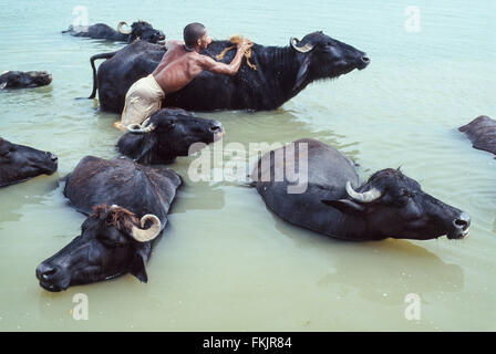 Man washing, cleaning, his water buffalo, cattle, in sacred,though, polluted, River Ganges.Varanasi,Uttar Pradesh,India,South Asia. Stock Photo