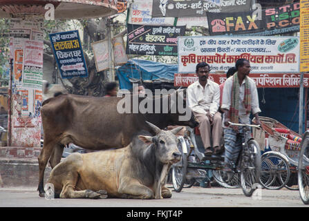 Sacred Brahmin bull / cows on the street. Here in traffic at Gadolia Chowk a busy shopping district / area of Varanasi,india