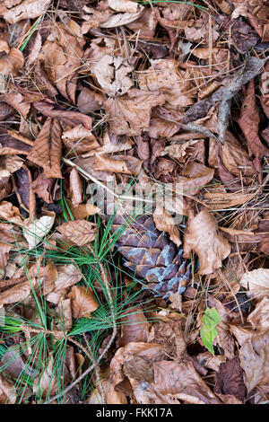 Pinus x holfordiana. Holford Pine cone amongst dead leaves Stock Photo