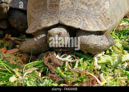 Feeding time for the angulate tortoise (Chersina angulata), eating ...