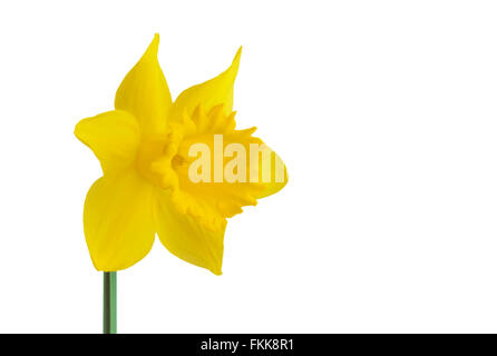 Single yellow daffodil flower isolated on white. Stock Photo