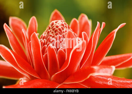 Tropical flower of Red torch ginger, Etlingera elatior close up Stock Photo