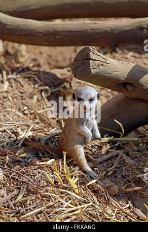 Meerkat or suricate (Suricata suricatta) pup at The Giraffe House Wildlife Awareness centre, South Africa. Stock Photo