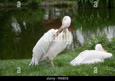 Pelicans resting and grooming by the side of a lake Stock Photo