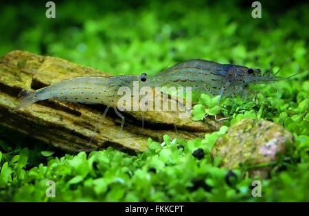 Yamato shrimp in a planted tank Stock Photo