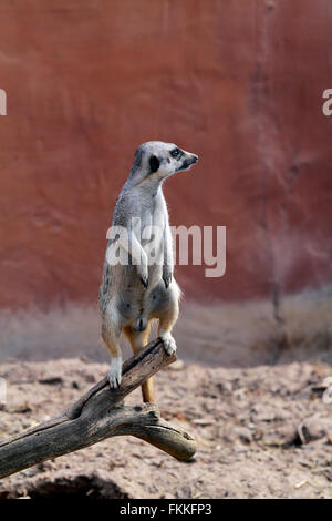 A meerkat or suricate (Suricata suricatta) at The Giraffe House Wildlife Awareness centre, South Africa. Stock Photo