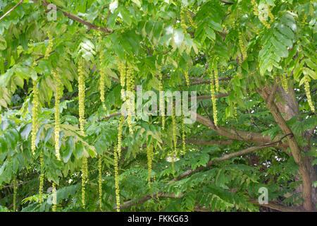 Caucasian wingnut, Pterocarya fraxinifolia Stock Photo
