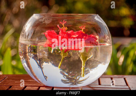 Red hibiscus flower floating on water Stock Photo