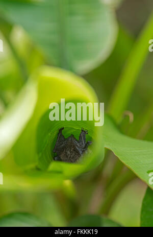 Bat, (unidentified species) roosting in rolled banana leaf. Danum Valley, Sabah, Borneo. Stock Photo