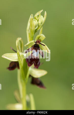 Fly Orchid: Ophrys insectifera. Kent, England Stock Photo