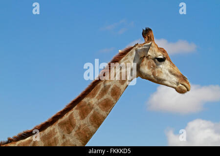 A giraffe (Giraffa camelopardalis) at The Giraffe House Wildlife Awareness centre, South Africa. Stock Photo