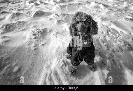 A miniature poodle in a jacket sat down on the snow with frost building up on their wool in the cold air. Added grain and colour Stock Photo