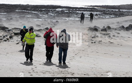 Marazion beach, Cornwall, UK. 9th March, 2016. UK Weather: Visitors and workmen returning from St Michael's Mount being sand blasted by the wind blown sand at Marazion beach in West Cornwall today (Wed). Credit:  Dorset Media Service/Alamy Live News Stock Photo