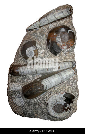 Fossil Plate Of Ammonites and Belemnites, Devonian, Morocco Stock Photo