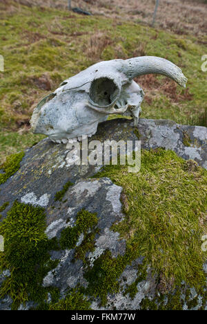 Sheep skull on a rock Stock Photo