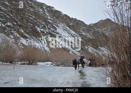 Mountain ponies, beast of burden,  carrying load and walking across a frozen stream in the treeless trans-himalayan mountains Stock Photo