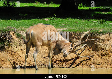 Pere David's deer / Milu (Elaphurus davidianus) standing in river and rubbing the velvet from its antlers, native to China