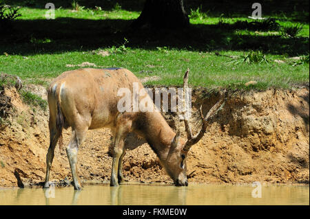Pere David's deer / Milu (Elaphurus davidianus) drinking from river, native to China
