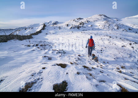 Hiker walking their dog along Hartsop Above How that leads towards Hart Crag. English Lake District. Stock Photo