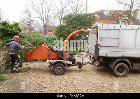 Tree surgeon using a woodchipping machine, Suffolk UK Stock Photo