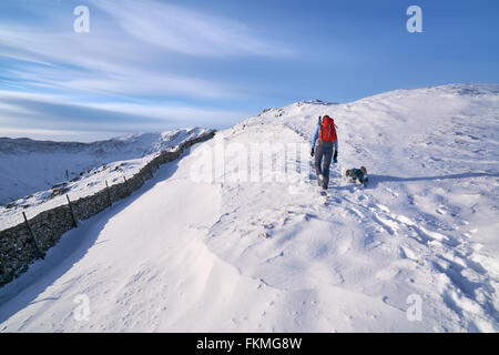 Hiker walking their dog along Hartsop Above How that leads towards Hart Crag. English Lake District. Stock Photo