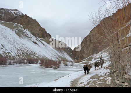 Mountain ponies, beast of burden,  carrying load and walking across a frozen stream in the treeless trans-himalayan mountains Stock Photo