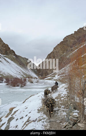 Mountain ponies, beast of burden, carrying load and walking across a frozen stream in the treeless trans-himalayan mountains Stock Photo