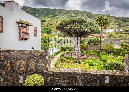 Famous Dragon Tree Drago Milenario in Icod de los Vinos Tenerife, Canary Islands Stock Photo