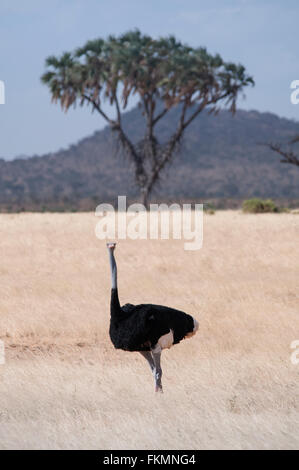 Male Somali Ostrich (Struthio camelus molybdophanes) on open grasslands, Samburu National Reserve, Kenya, East Africa Stock Photo