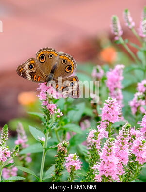 Common Buckeye butterfly, Junonia coenia hubner, on Agatache hyssop flowers. Oklahoma, USA