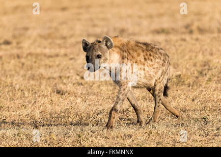Spotted hyena (Crocuta crocuta) in dry grass, Ol Pejeta Conservancy, Kenya Stock Photo