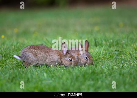 European Rabbits or Common Rabbits (Oryctolagus cunniculus), two young feeding on a garden lawn, Norfolk, United Kingdom Stock Photo