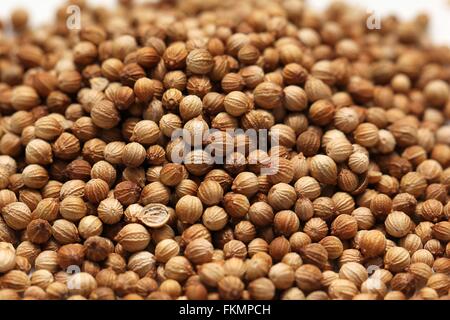 Organic Dried coriander seeds (Coriandrum sativum) closeup Stock Photo