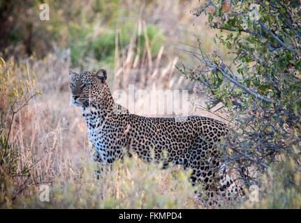 Leopard (Panthera pardus), Samburu National Reserve, Kenya, East Africa Stock Photo