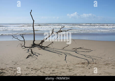 Tree shipwrecked on the beach Stock Photo