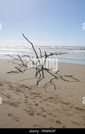 Tree shipwrecked on the beach Stock Photo