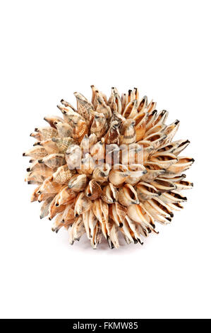 Sphere from sea shells on a white background Stock Photo