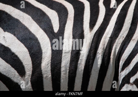 Hide Patterns of Common Zebra (Equus quagga) portrait, Lake Nakuru National Park, Kenya, East Africa Stock Photo