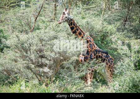 Rothschild's Giraffe (Giraffa camelopardalis rothschildi), Lake Nakuru National Park, Kenya, East Africa Stock Photo