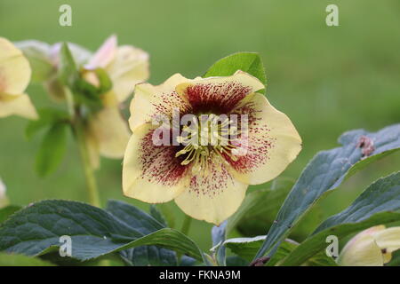 Yellow, red speckled Hellebore Flower, Lenten Rose, Helleborous hybridus Harvington Stock Photo