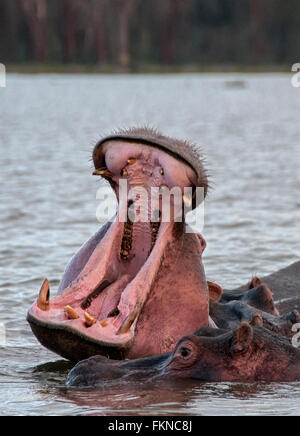 Hippopotamus (Hippopotamus amphibius) with Warning Display, Lake Naivasha, Great Rift Valley, Kenya, East Africa Stock Photo