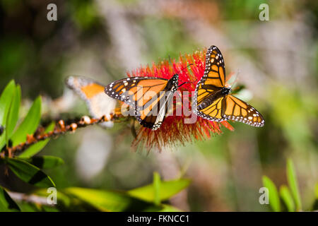 Monarch butterflies (Danaus plexippus) on red bush along the california coast in Big Sur, USA Stock Photo
