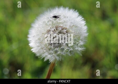 Small black fly on a fluffy white dandelion seed head, Taraxacum officinale in the Shropshire countryside, England, late summer. Stock Photo